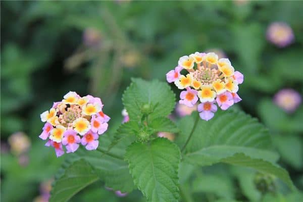 梦见移植花草是什么意思