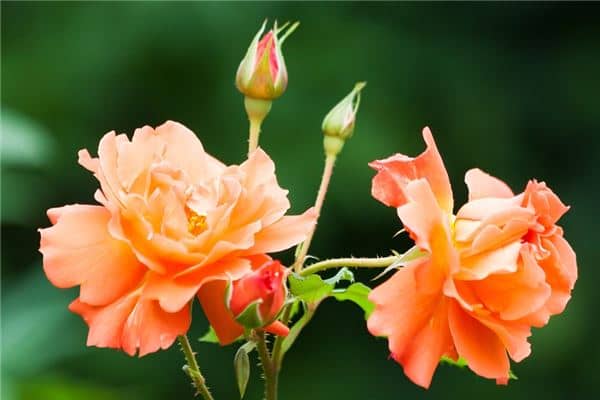 梦见月季花开的很鲜艳是什么意思