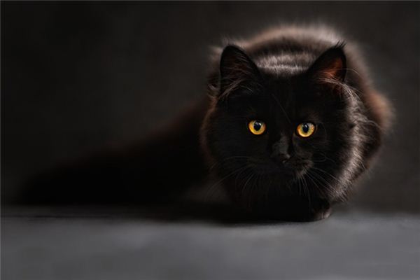 猫攻击我