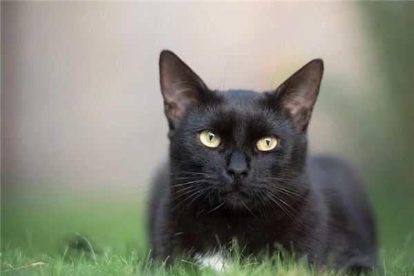 黑猫扑向自己