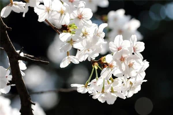梦见槐花开满树摘槐花是什么意思