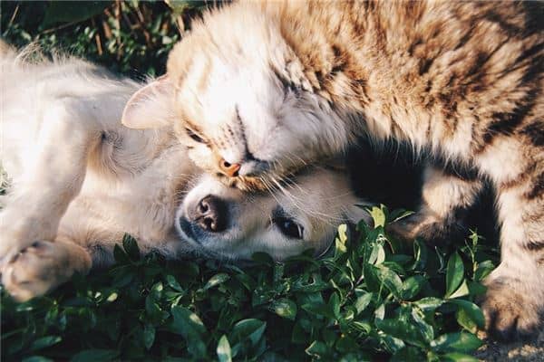 梦见死猫死狗是什么意思