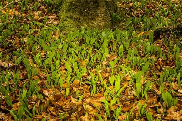 梦见挖野菜是什么意思