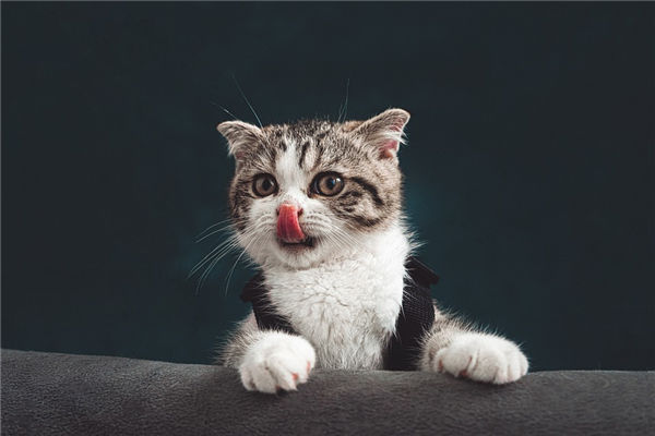 猫咪