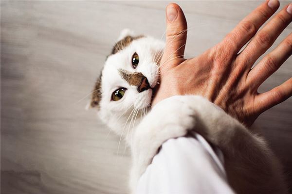 猫咬自己